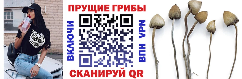 дарк нет официальный сайт  Новозыбков  Псилоцибиновые грибы Cubensis 